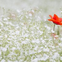 blooming_hero_communication_responsable